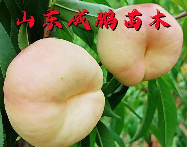 中油蟠10號(hào)