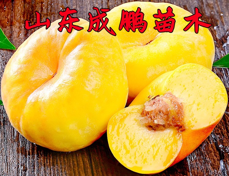 金蟠99號(hào)