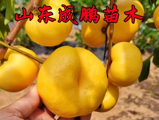 早熟金玉油蟠桃