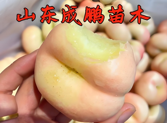 中油蟠12號