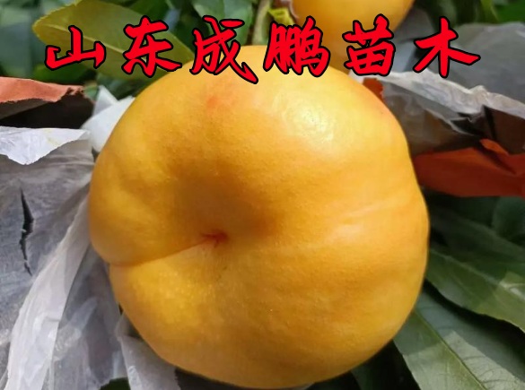 中油蟠17號(hào)