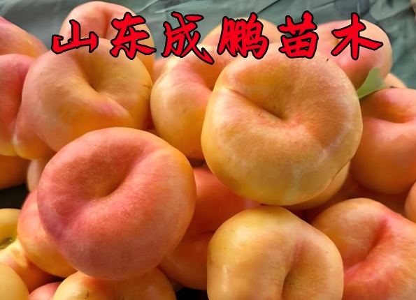 中油蟠21號