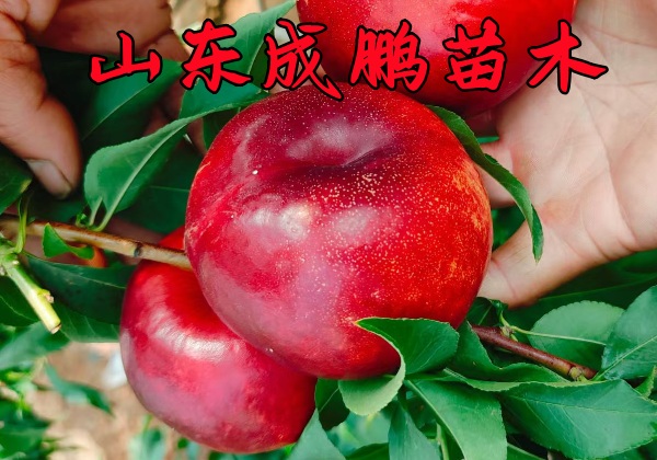 天外之星油蟠桃