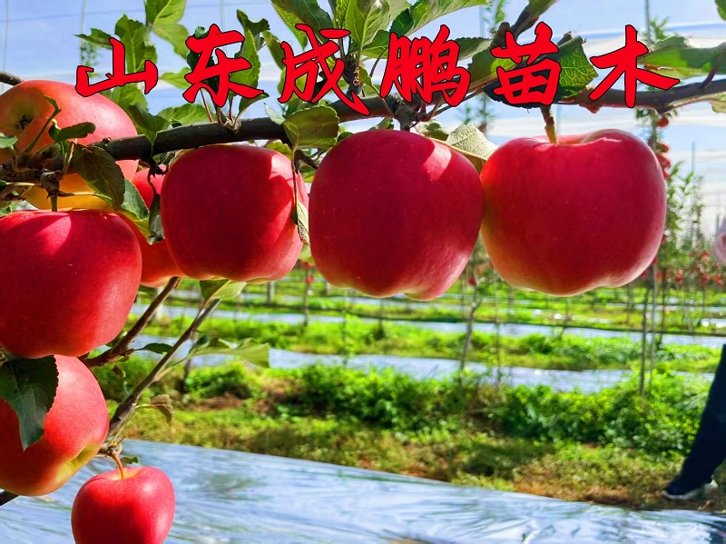 美味蘋果