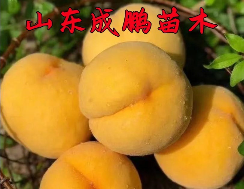 秦桃2號(hào)