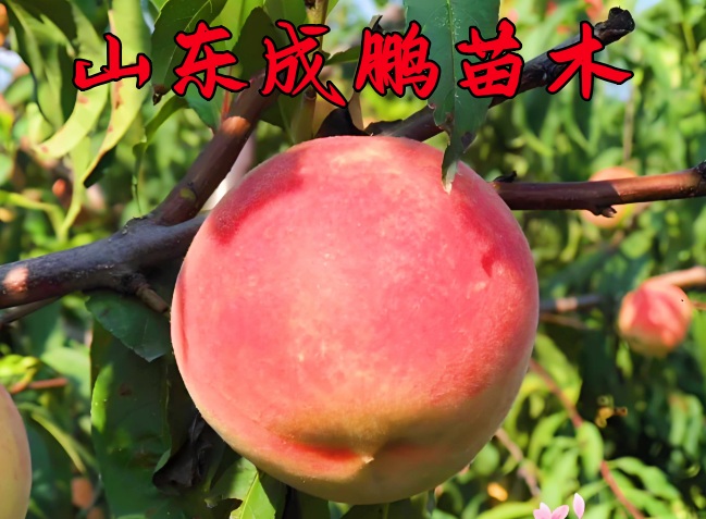 迎秋蜜桃