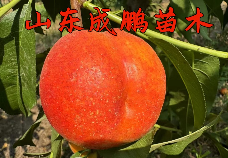 中油37號(hào)