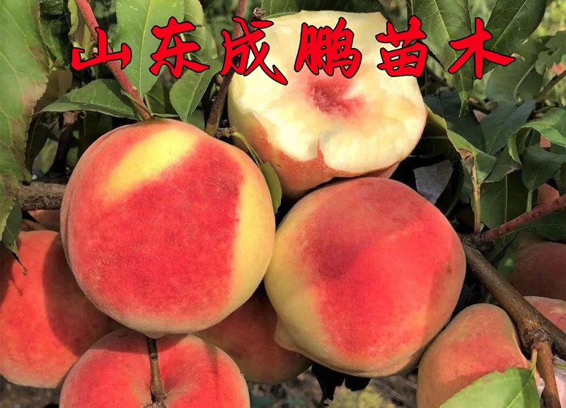 日本桃水蜜桃