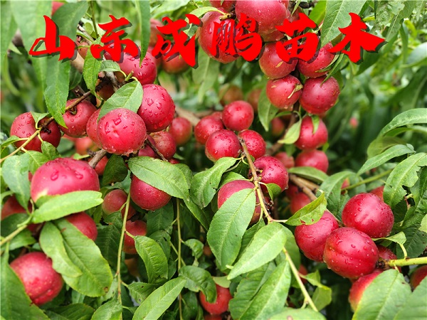 珍珠棗油桃三號(hào)