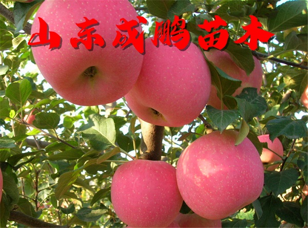 煙富10號(hào)蘋(píng)果