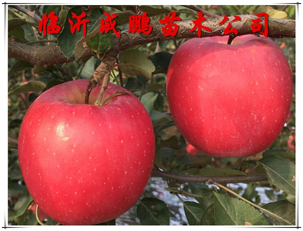 響富蘋(píng)果