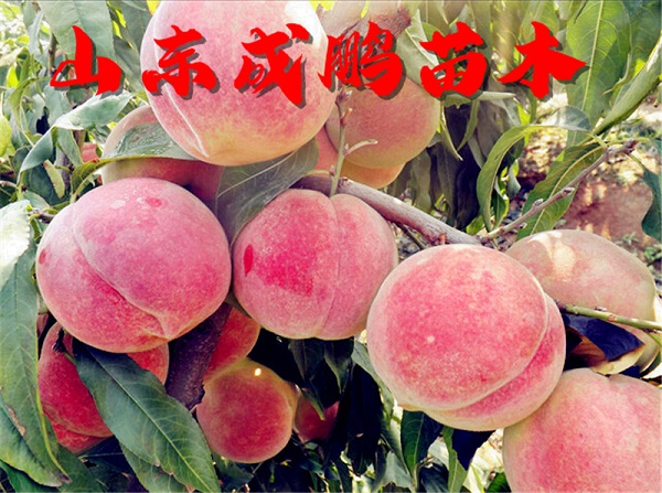 冬桃一號晚熟